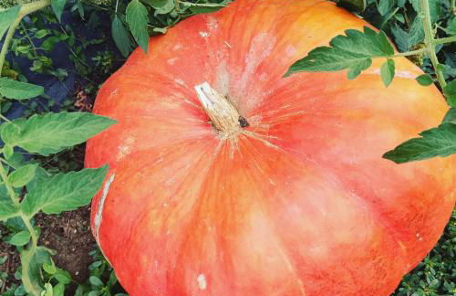 Agriturismo Terra Sabina - Foto 133