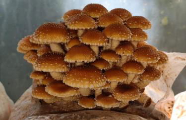 Cabanas - Sítio Refúgio do Barro Branco - Foto 25