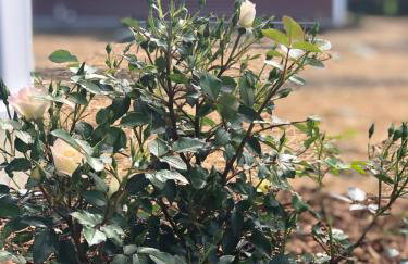 Sugar House Cottage close to Smugglers Notch - Foto 20