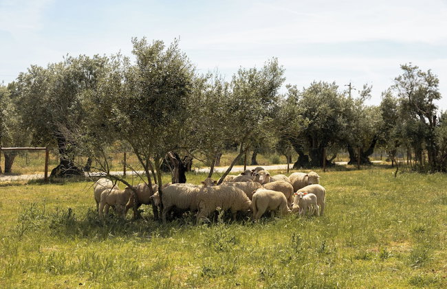 Quinta da Amendoeira - The Farmhouse - Photo 62