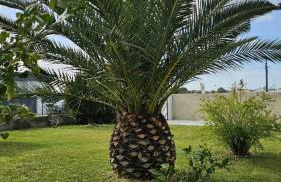 Quinta Marinhais para férias no Ribatejo - Foto 11