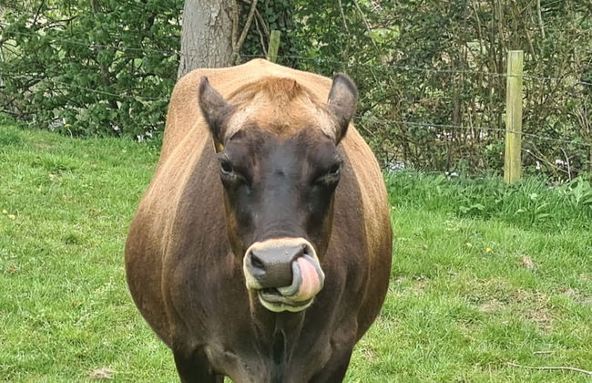 Viking Sleeping Barrel - Foto 9