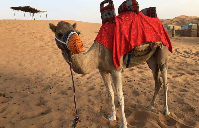Desert Safari y visita a una granja de camellos - Foto 7