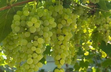 Ferienhaus Leopold mit Burgblick an der Mosel - Foto 60