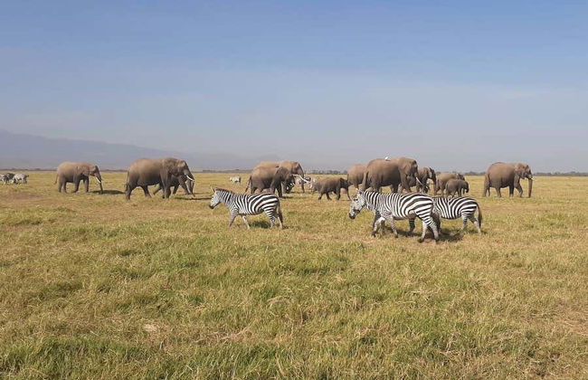 Safari privado de 6 días por Masái Mara, Amboseli y el lago Naivasha - Foto 9