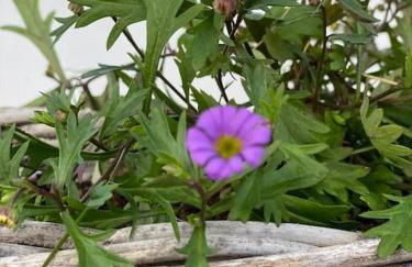 FERIENWOHNUNG ALL YOU NIED mit NIEDBLICK und TERRASSE - Foto 14