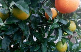 Agrumeto Costa dei Trabocchi - Foto 11