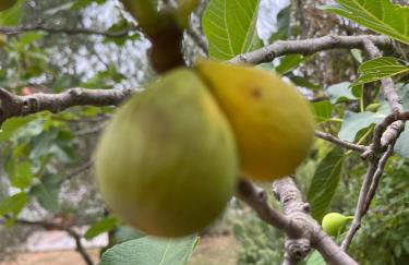 Apartman Ruža - Photo 48