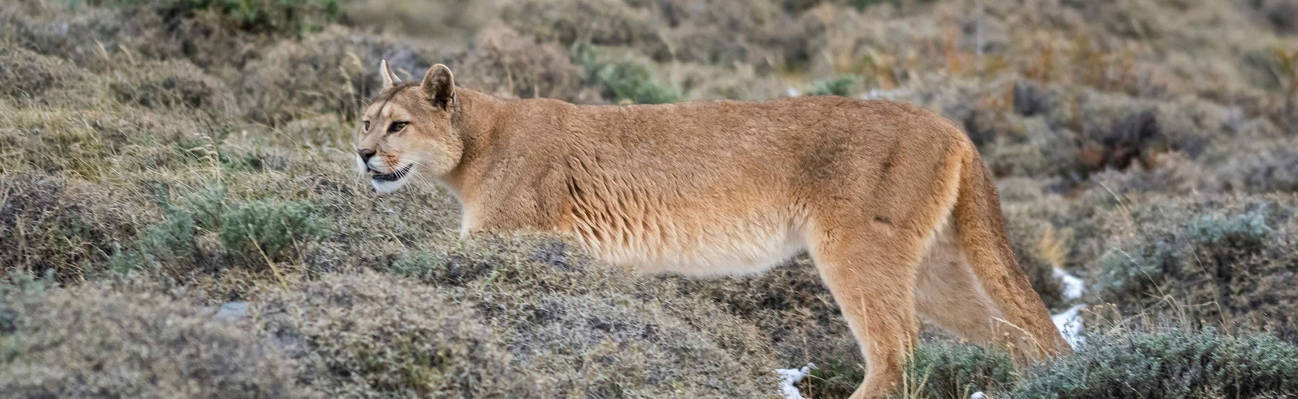 Excursión al Parque Safari de Rancagua