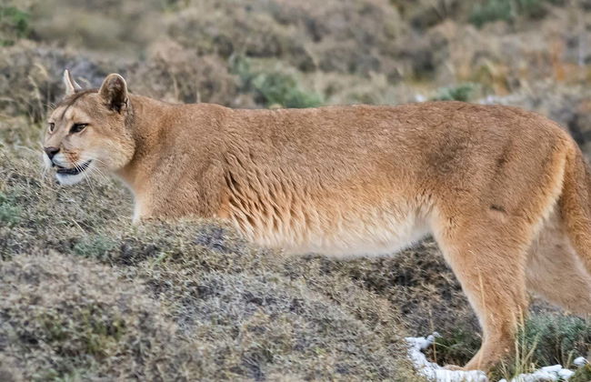 Excursión al Parque Safari de Rancagua - Foto 1