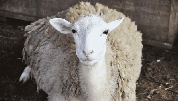 Tour gastronômico por Quepos com aula de culinária - Foto 5, Uma ovelha na fazenda