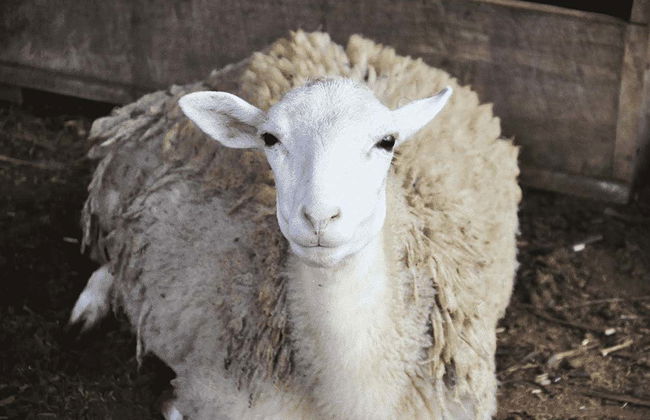 Quepos Food Tour & Cooking Class - Photo 6