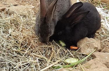 LES 3 HIRONDELLES - Foto 21