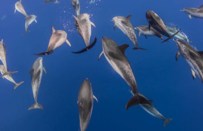 Bautismo de buceo en la isla de Faial - Foto 2