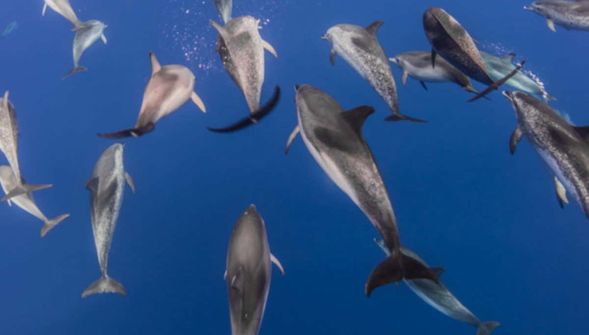 Bautismo de buceo en la isla de Faial - Foto 2, Manada de delfines