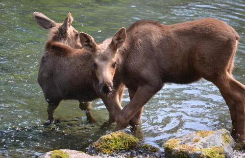 Box Canyon Cabins - Foto 11