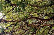 Piccolo Recanto - Foto 6