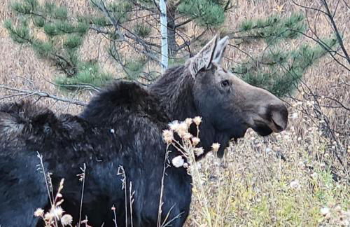 Cozy Mountain Home with Great Views, Deck & WiFi - Photo 38