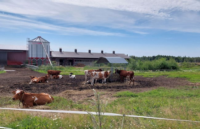 Koivula Fish Cottage - Foto 6