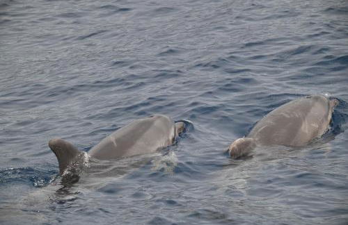 Casa Max Tenerife - Foto 48
