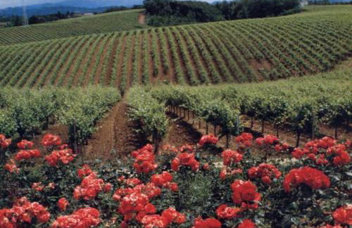 Agriturismo Tenuta la Marchesa - Foto 11