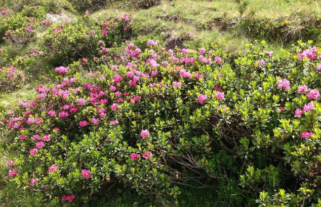 Abendrot 1. OG Süd-West - Foto 9