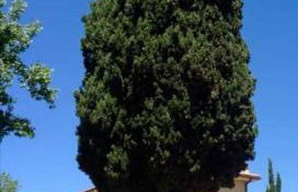 Villa Terrena - Foto 2