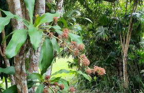 Sitio Alto da Montanha - você em paz com a natureza - Foto 59