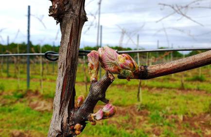 Winnica NOVI - apartamenty - Photo 14