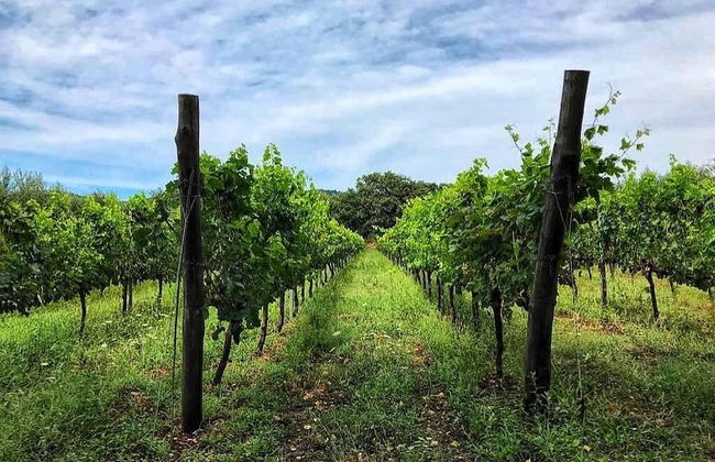 La Fraschetta - Foto 39