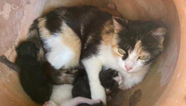 Locazione turistica ex Le Casette Di Cedromonte - Foto 4