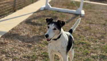 MASSERIA SCALEDDA - Foto 4, pet friendly