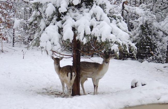 Xenios Chalets - Foto 63