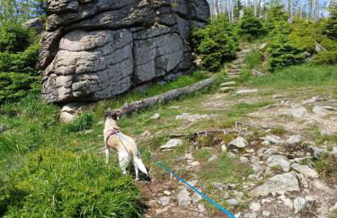 Waldgeflüster - Photo 23