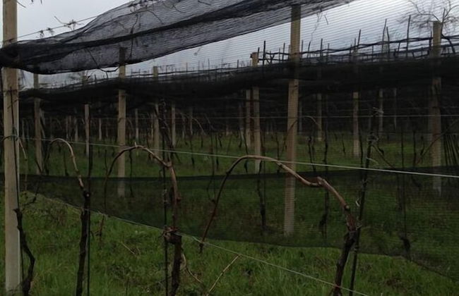 Agriturismo Al Vecchio Portico - Photo 59