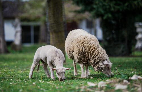 Chez Bernadette Alsace prox Route des Vins et Europa Park Rulantica - Foto 15
