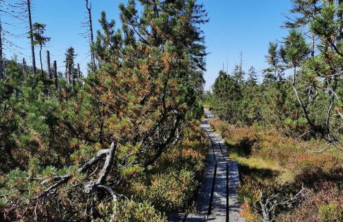 Altes Forsthaus Bodenmais - Foto 40