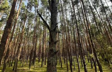 Woodland - dom z sauną i balią - Foto 30