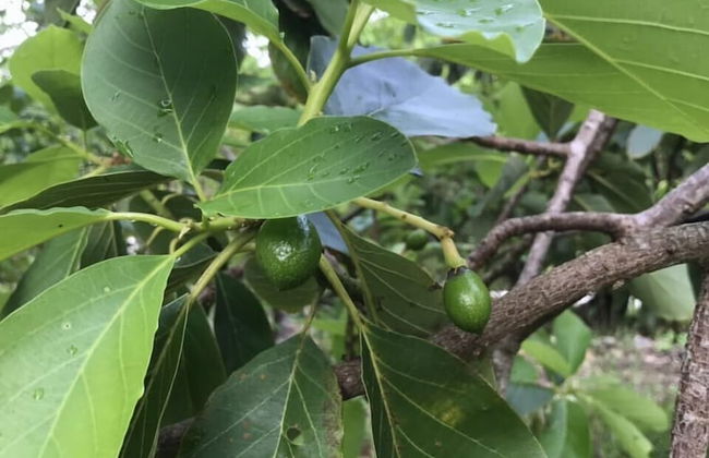 Vanuatu Uncharted Sport Fishing Lounge - Foto 48