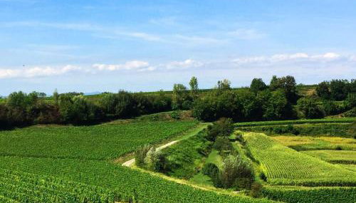 Ferien- Und Winzerhof Simon - Foto 2