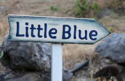 Little Blue - Photo 35