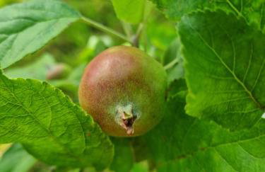 W Małym Sadzie - Foto 29