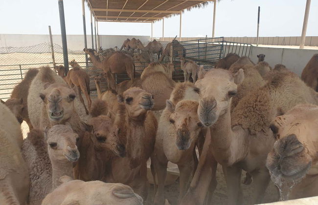 Tour di Manama al completo con biglietti - Foto 6