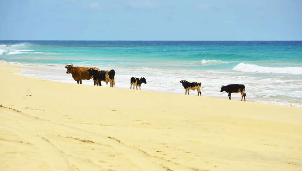 Boa Vista Island Tour - Foto 5