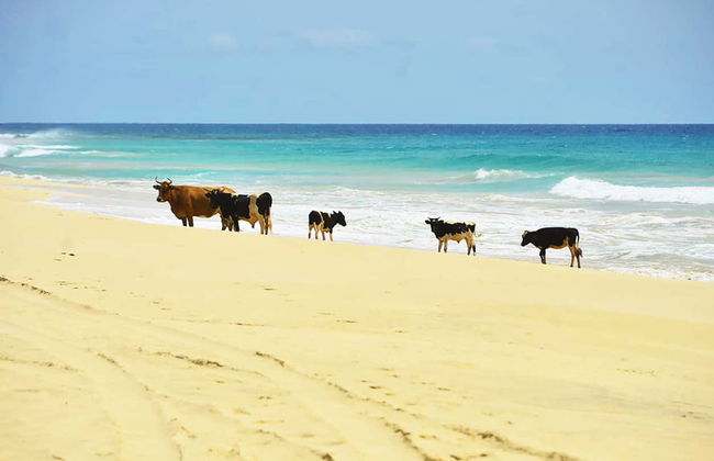 Playa de Santa Mónica, desierto de Viana y cuevas de Varandinha - Foto 5