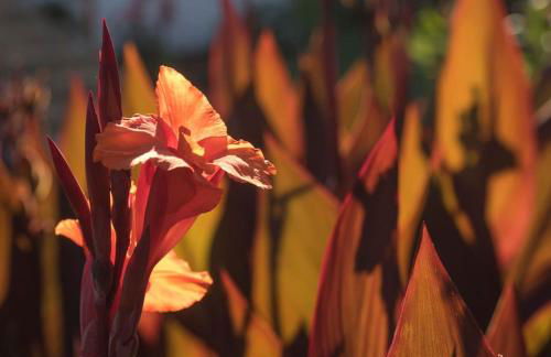 Casa Viña: a spectacular away from it all holiday - Foto 9