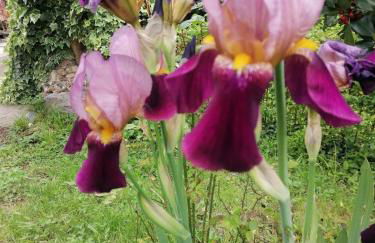 Antica Quercia Apartment - Photo 27