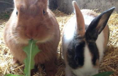 Seeleitenhof - Foto 53