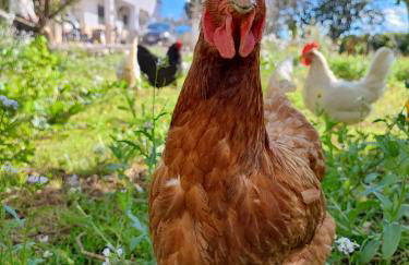 Villa Marinezzi - Foto 53