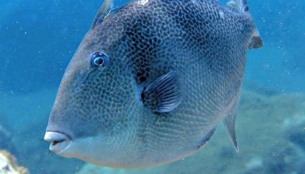 Poisson des eaux de Madère